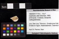 Foto (Objket + Etiketten) von Galatheites zitteli (Moericke, 1889) 